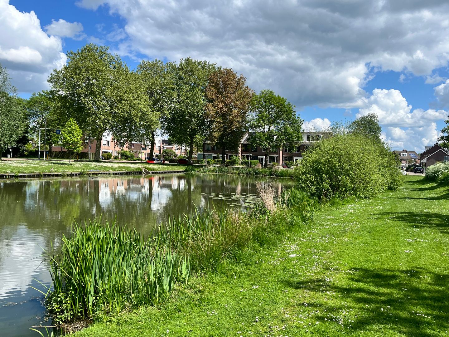 Foto 34 van Pinksterbloem 2