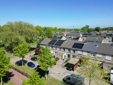 Goudplevier thumbnail