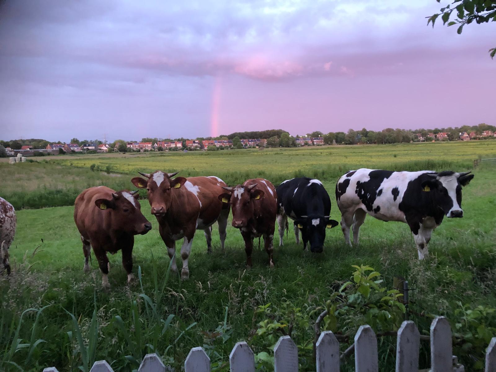 Foto 66 van Landsmeerderdijk 37