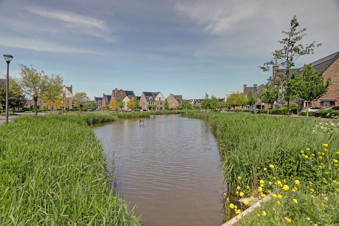 Foto 49 van Zilverkarper 8