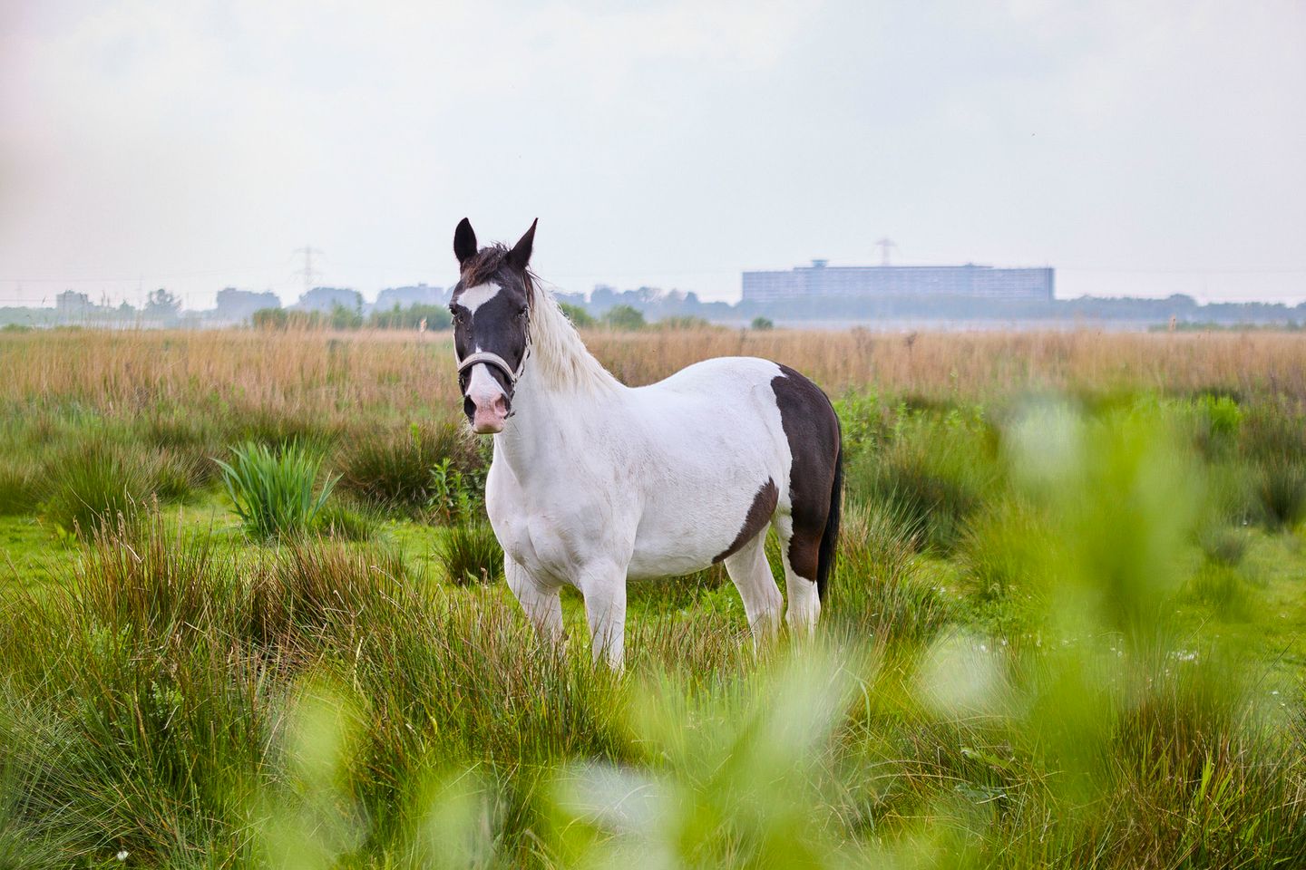Photo 115 of De Heul 13
