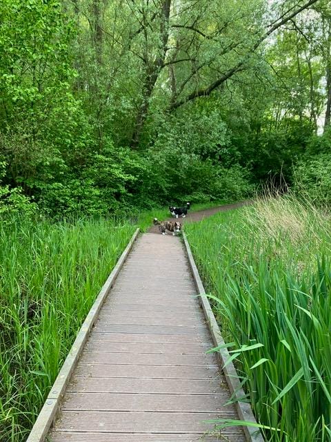 Foto 56 van Het Roege Bos 5
