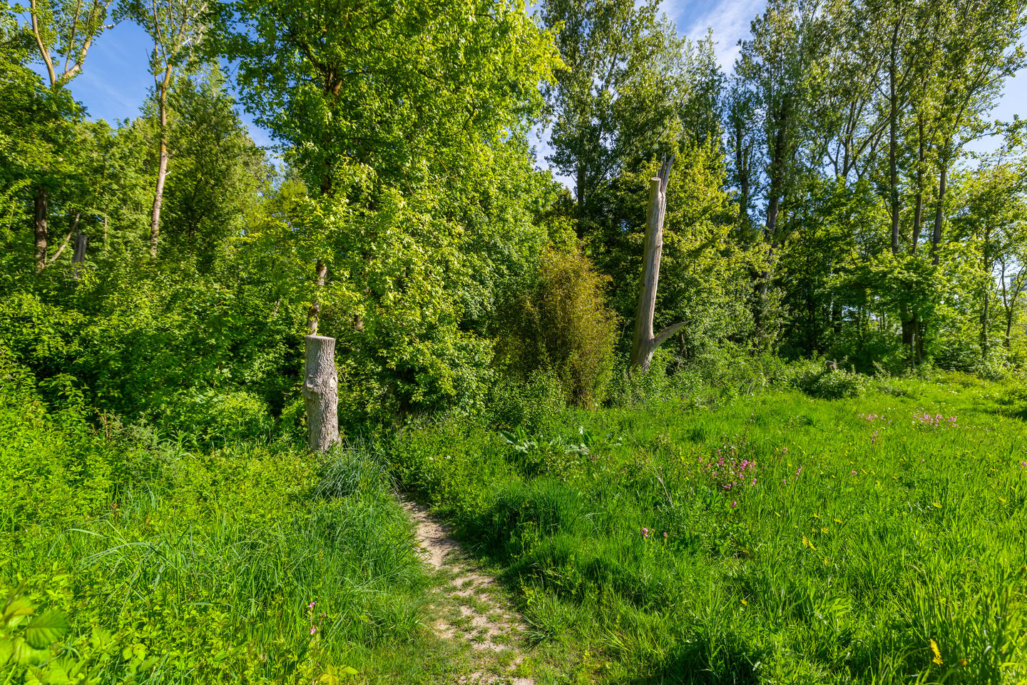 Foto 4 van Het Roege Bos 5