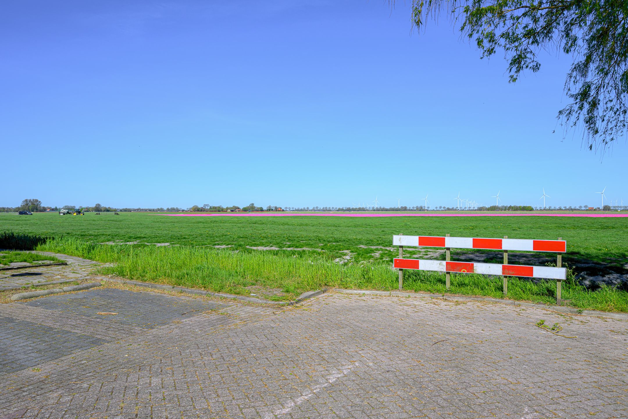 Foto 48 van Hoornblad 5
