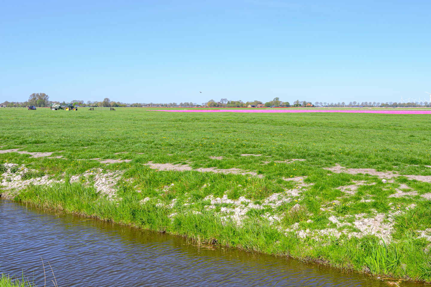 Foto 50 van Hoornblad 5