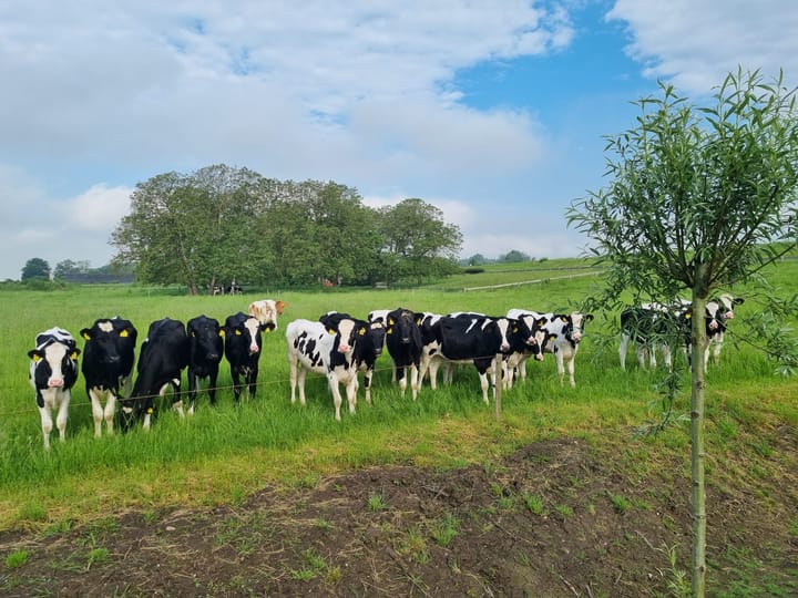 Foto 5 van Rijnbandijk 161