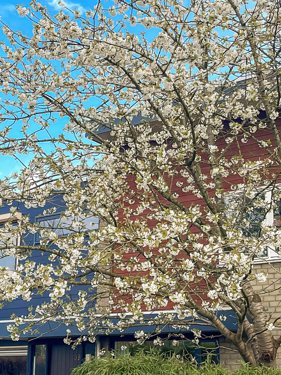 Photo 67 of Kerseboom 38