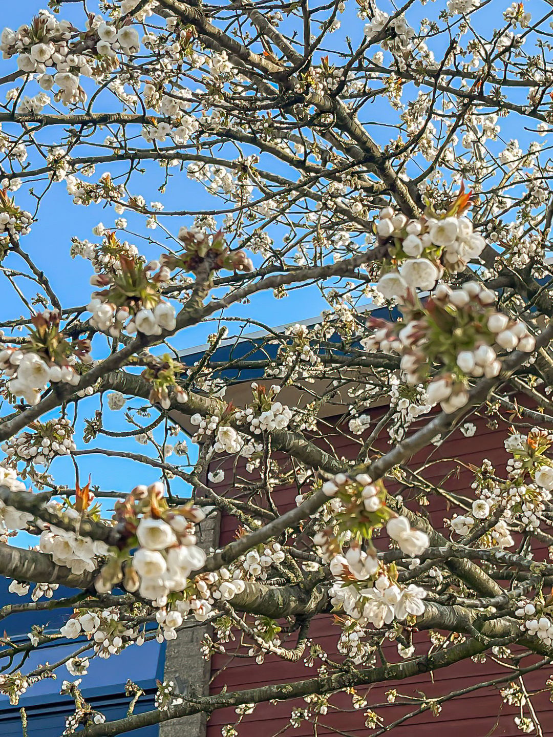 Photo 68 of Kerseboom 38