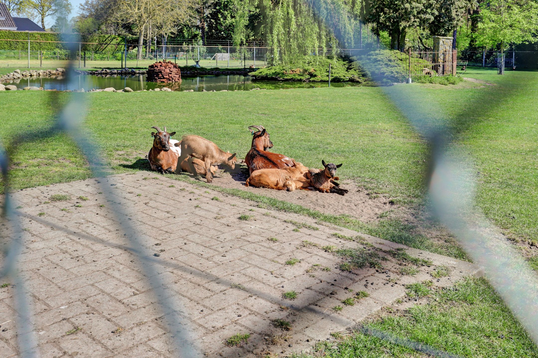 Photo 42 of Boterbloem 42