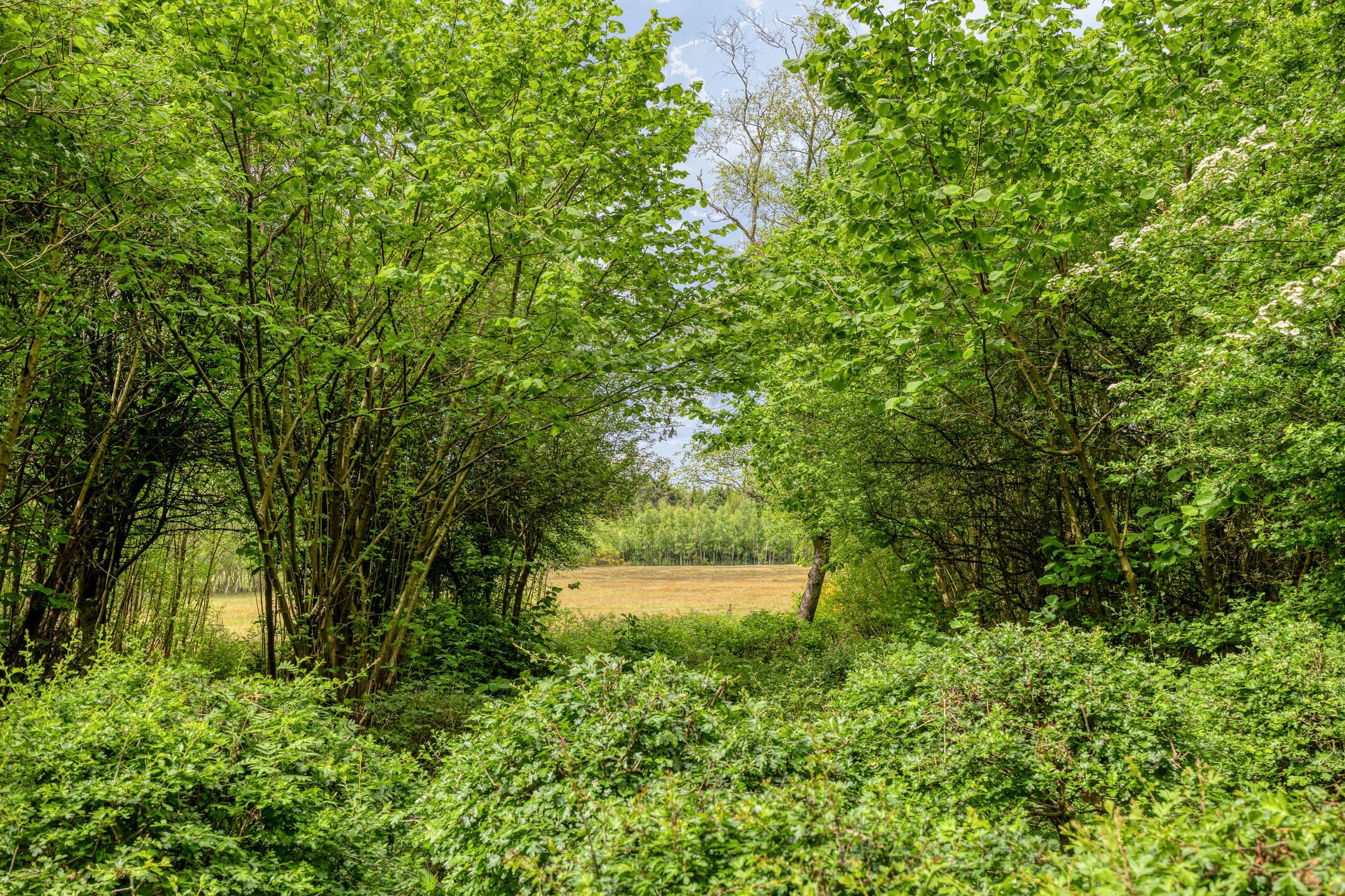 Photo 42 of Hanendorperweg 512-067