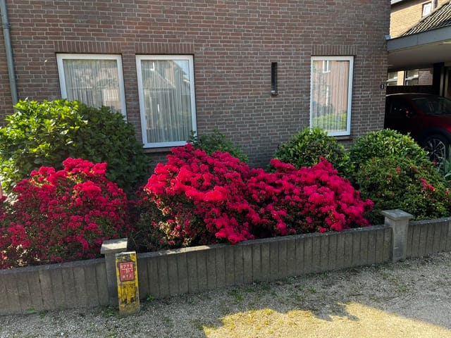 Foto 49 van De Misse 1