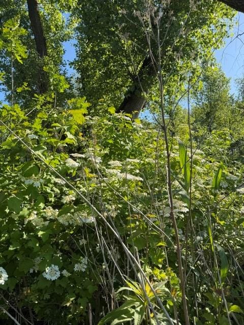 Foto 3 van Lingedijk