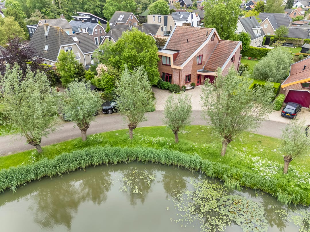 Foto 1 van Knobbelzwaan 2