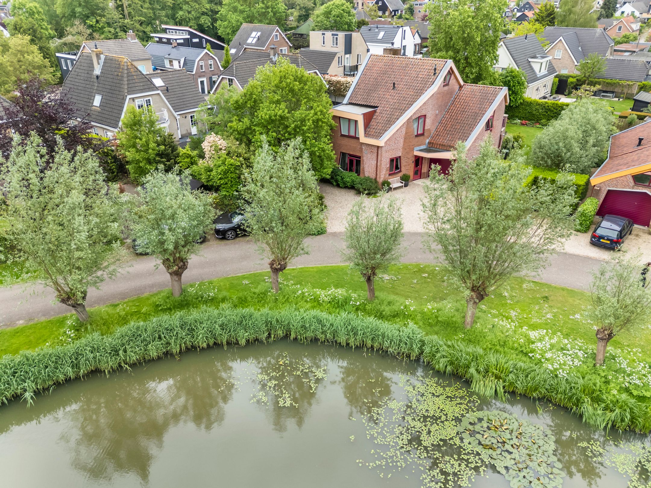 Knobbelzwaan 2 