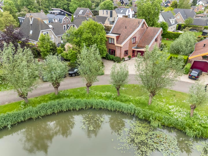Knobbelzwaan 2