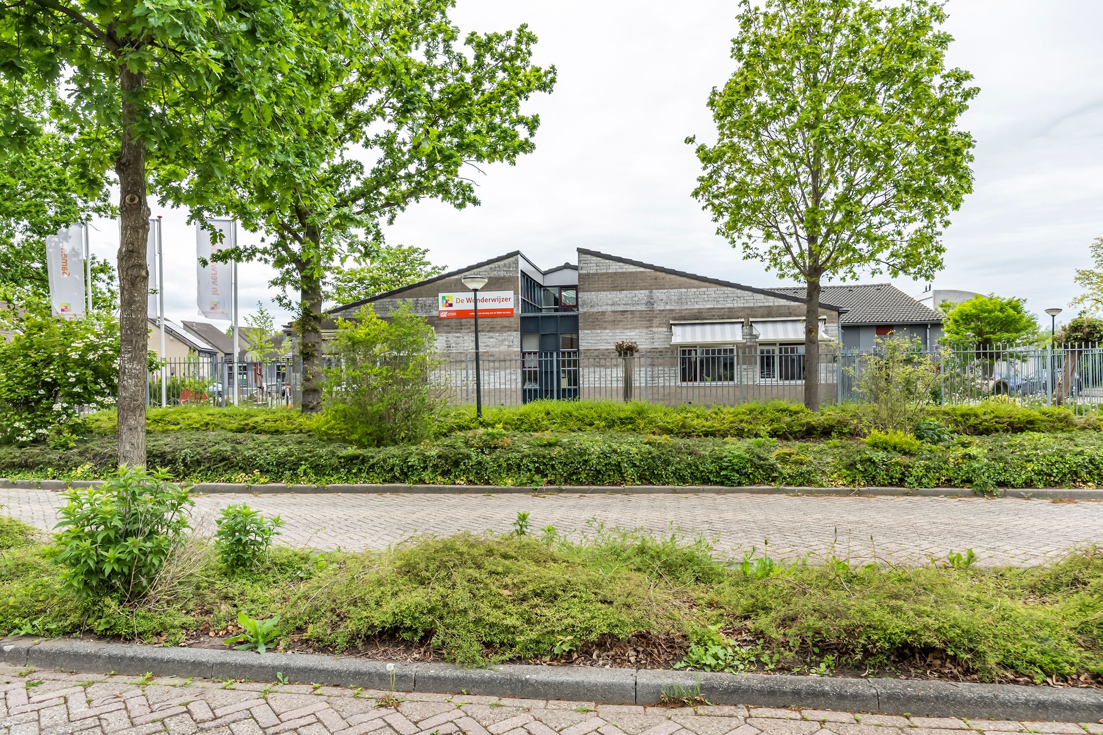 Foto 42 van Knobbelzwaan 2