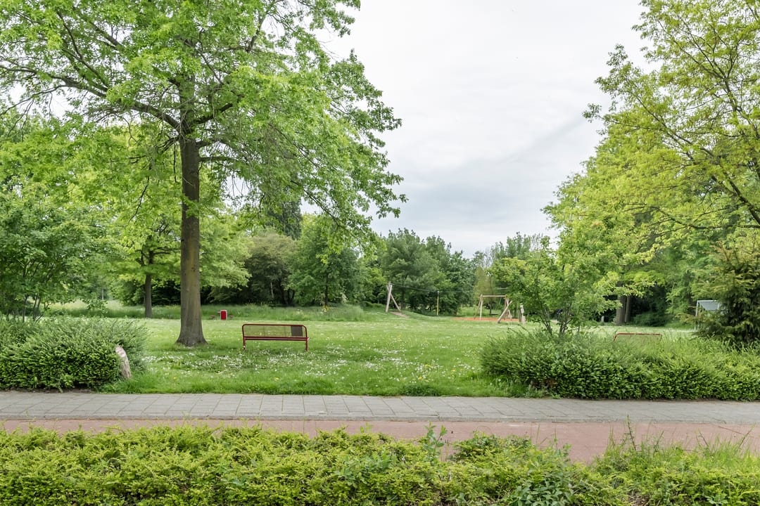 Foto 41 van Knobbelzwaan 2