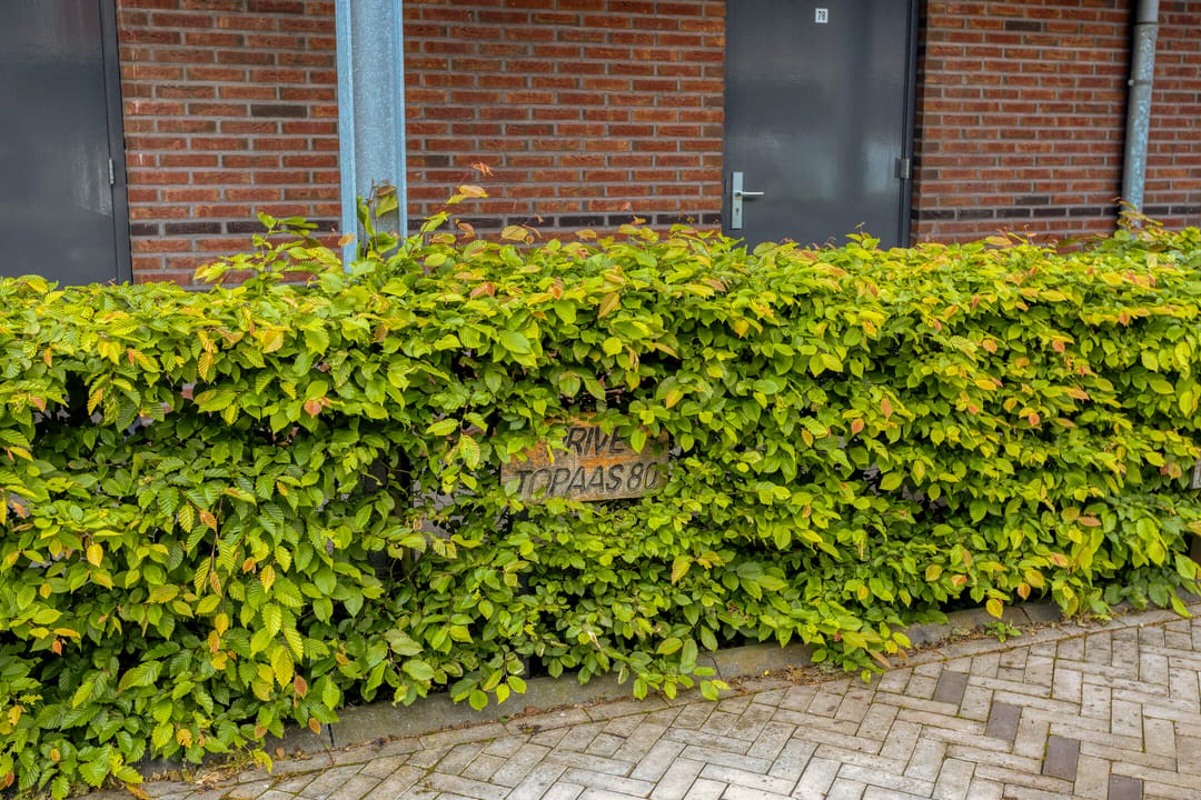 Photo 8 of Topaas 80