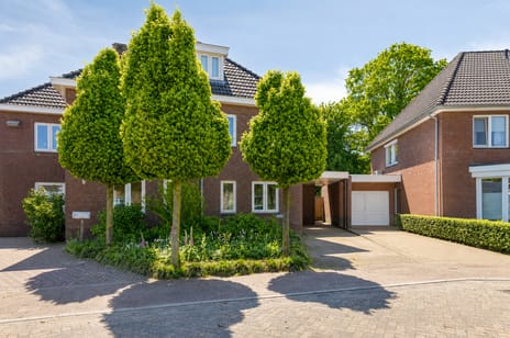 Korenbloem thumbnail