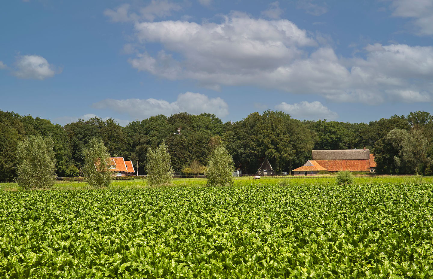 Foto 10 van Kortenroelefsweg 2