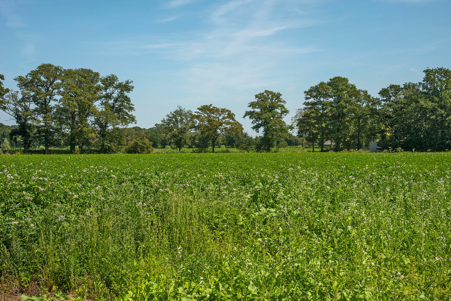 Foto 4 van Kortenroelefsweg 2