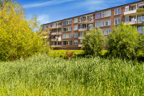 Asselijnstraat thumbnail