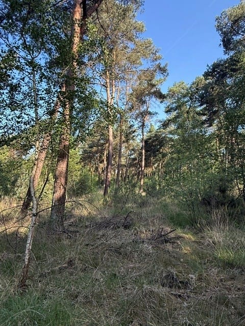 Heide - Roggel - Afbeelding 7