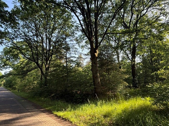 Bekijk foto 4 van Heide