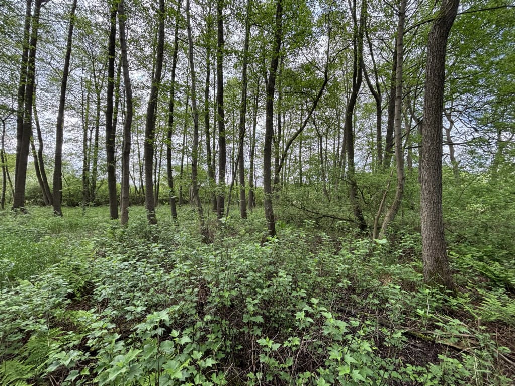 Marsstukken - Aalden - Afbeelding 7