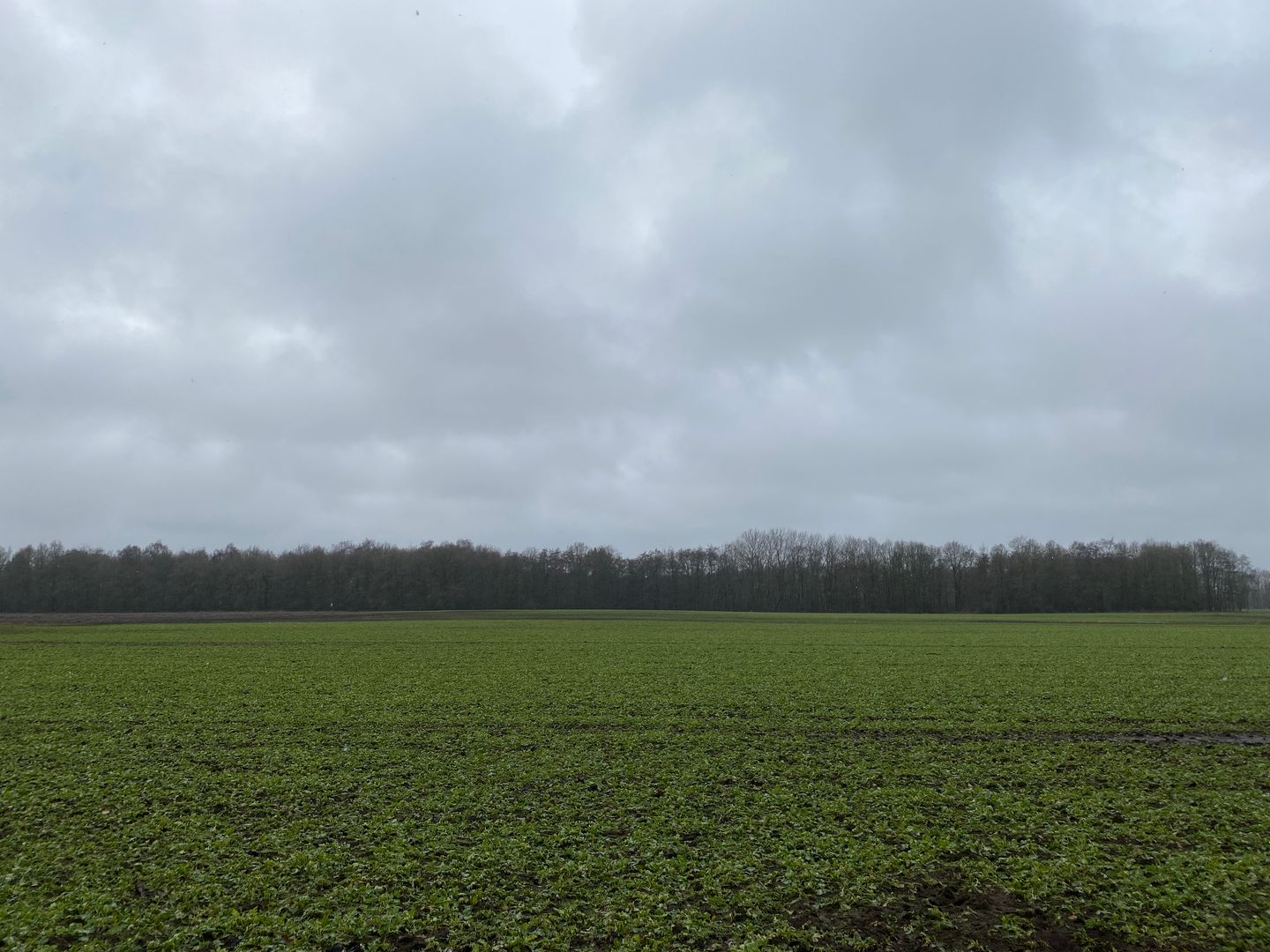 Bekijk foto 5 van Taarloseweg