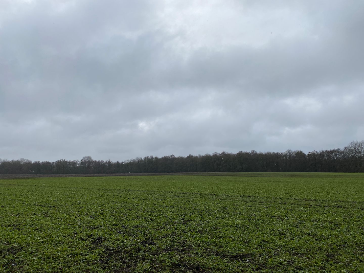 Bekijk foto 4 van Taarloseweg