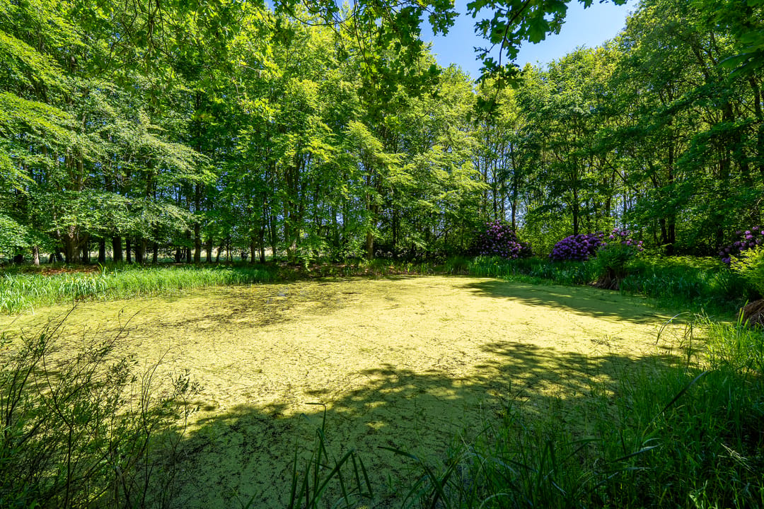 Photo 82 of Verlengde Havinga's reed 3