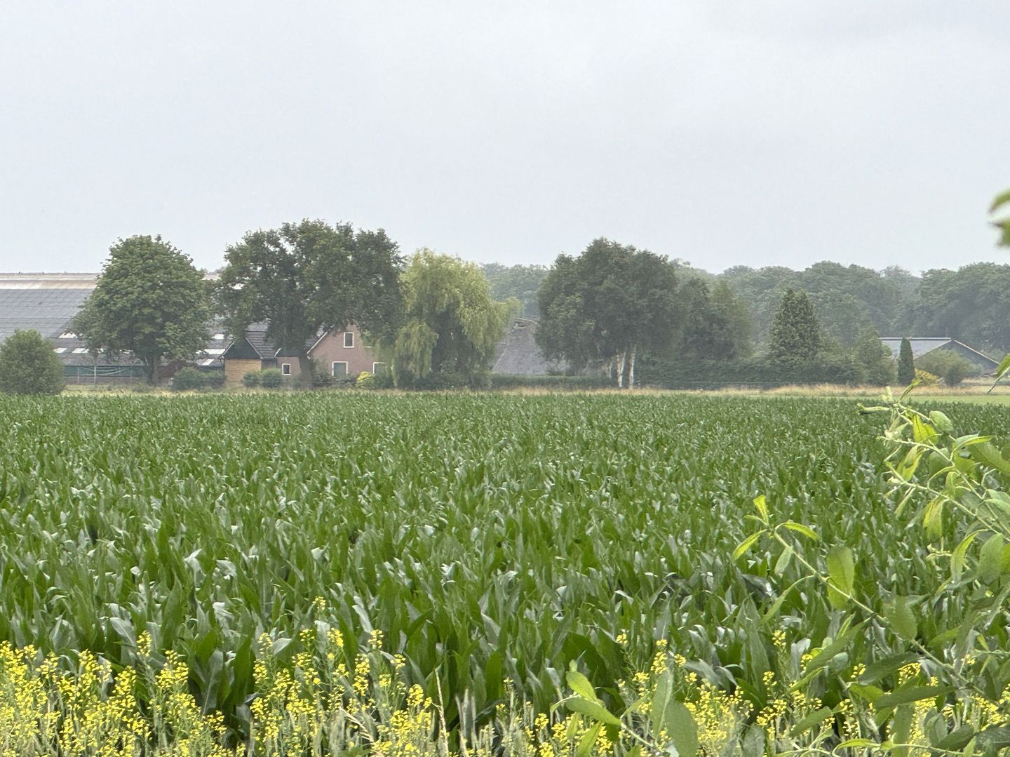 Lendeweg - Hall - Afbeelding 6