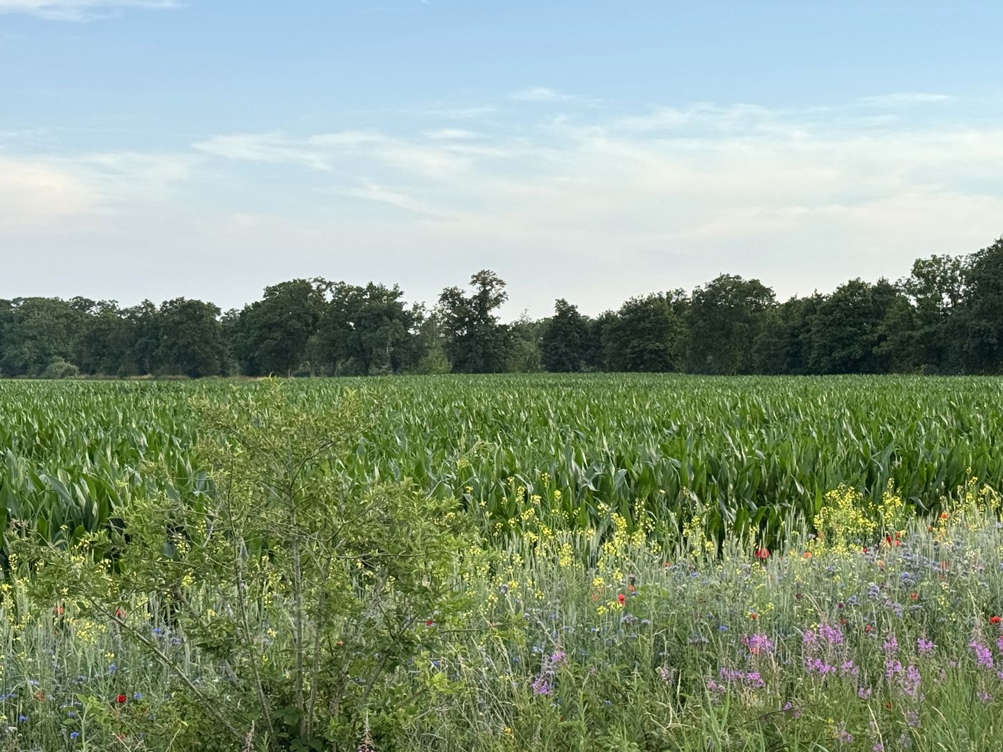 Lendeweg - Hall - Afbeelding 4