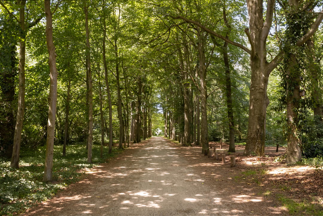 Foto 47 van Iepenlaan 95
