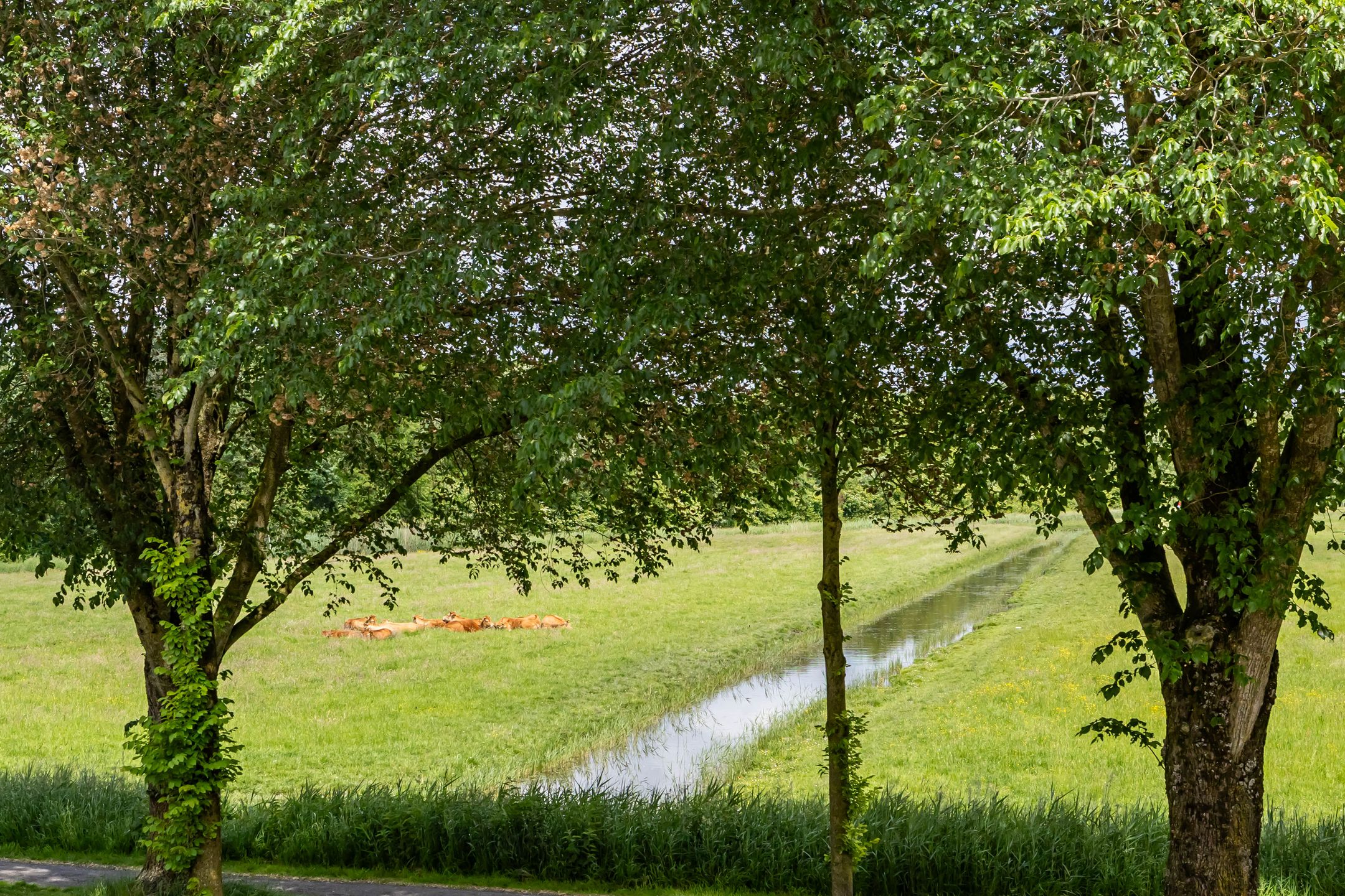 Foto 42 van Nijensteinheerd 85