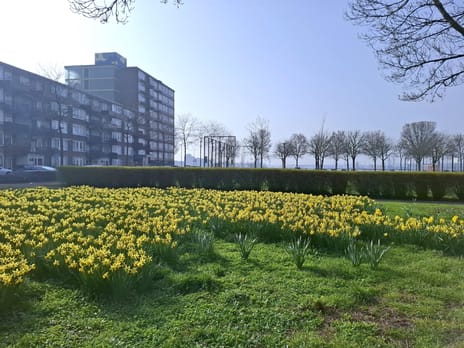 Mayflowerstraat thumbnail