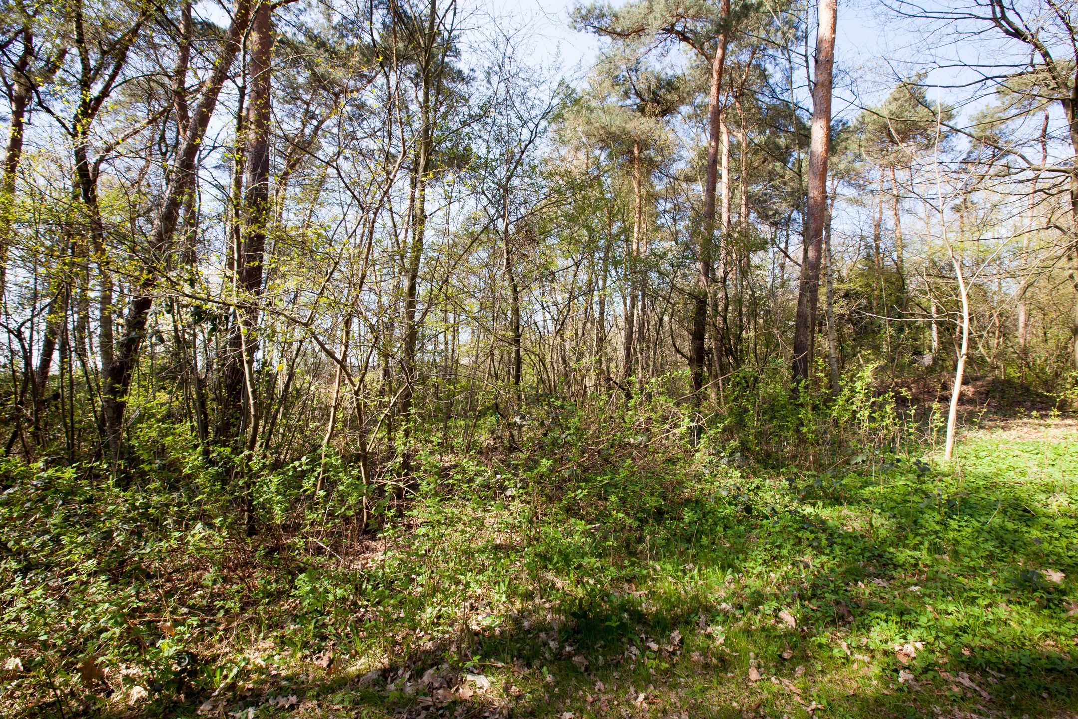 3-bedroom freehold villa in Winterswijk — photo 4 of 5