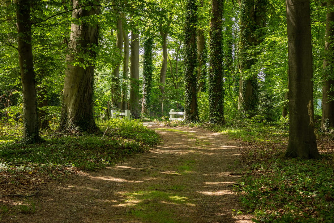 Idyllic Country House 't Onvree in a Forested Estate near Lochem — 52