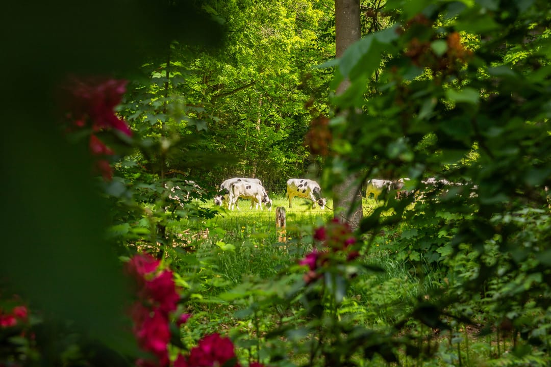 Idyllic Country House 't Onvree in a Forested Estate near Lochem — 56