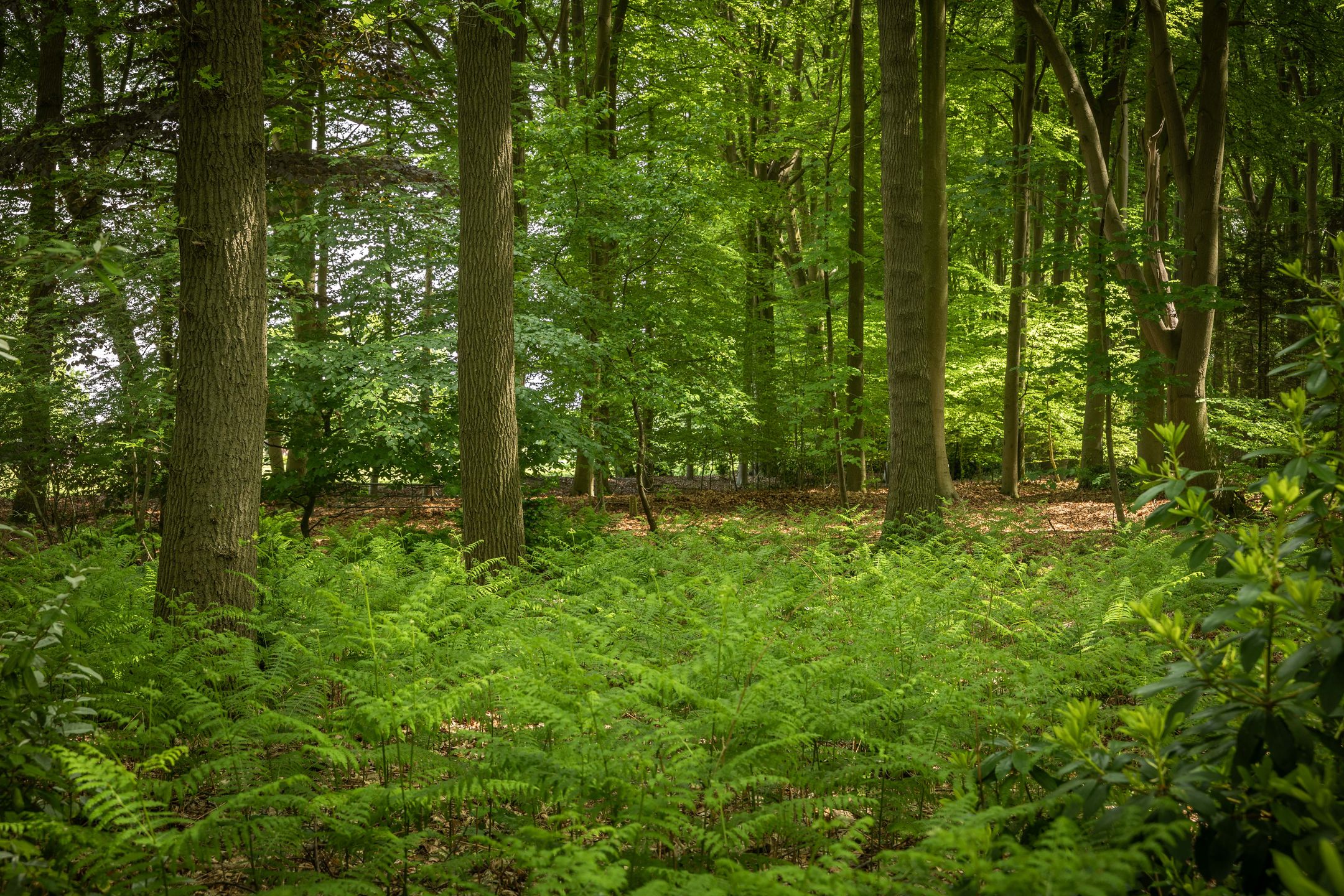 Idyllic Country House 't Onvree in a Forested Estate near Lochem — 57