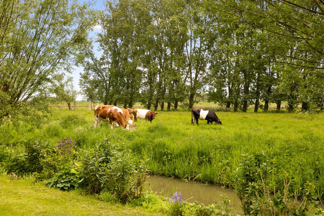 Photo 28 of Botsholsedwarsweg 2