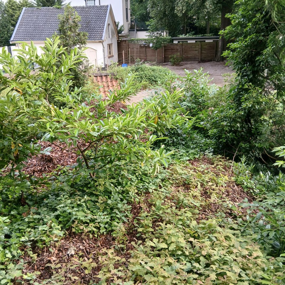 Foto 17 van Berkenlaan