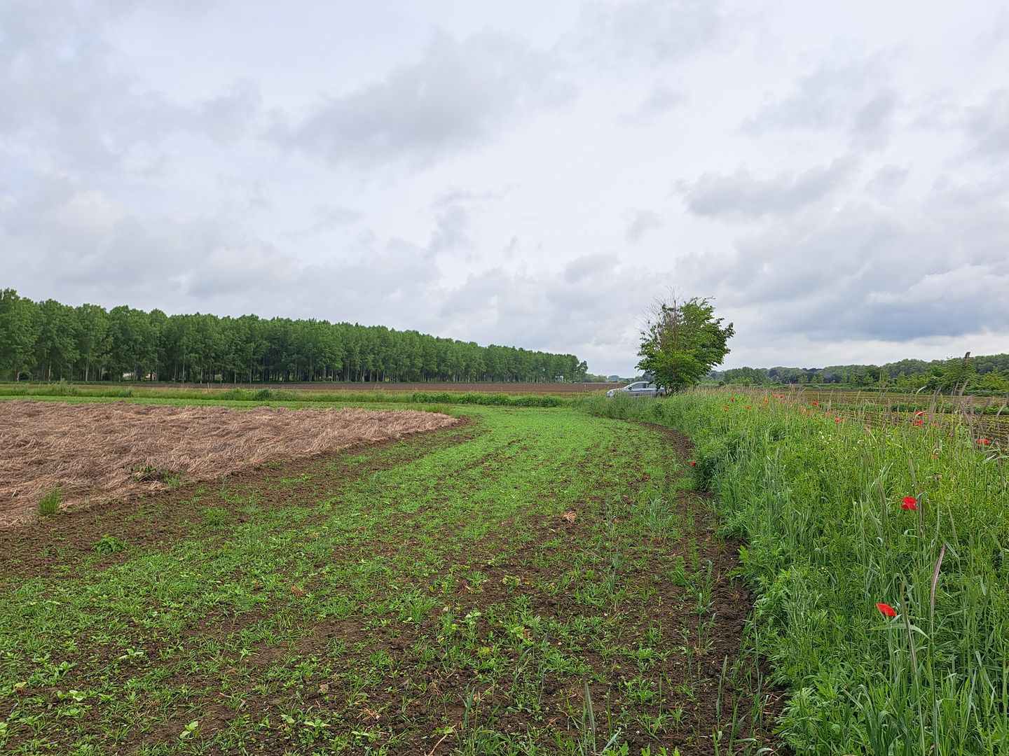 Schansweg ong - Eijsden - Afbeelding 6