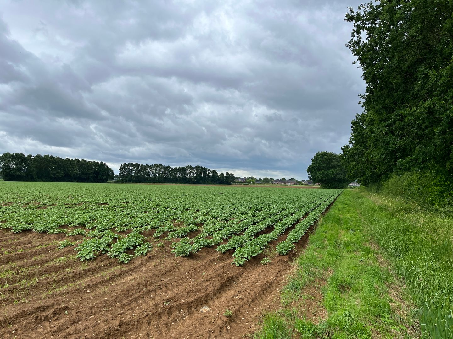 Bekijk foto 4 van Schandelosche Broek