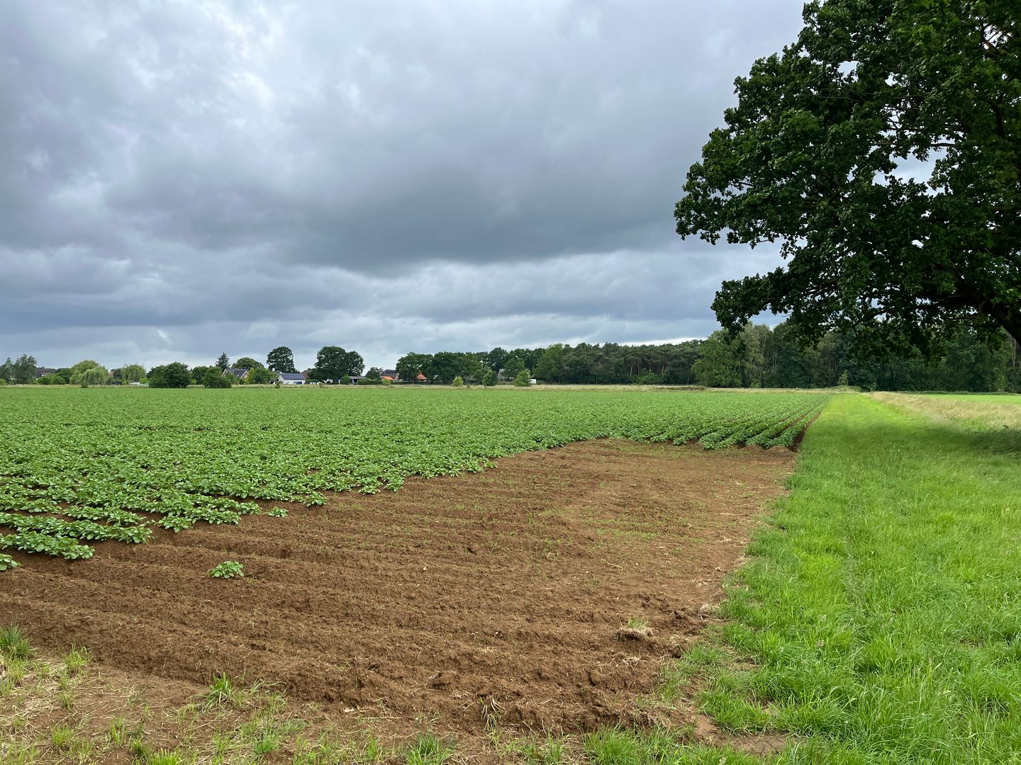 Schandelosche Broek - Velden - Afbeelding 7