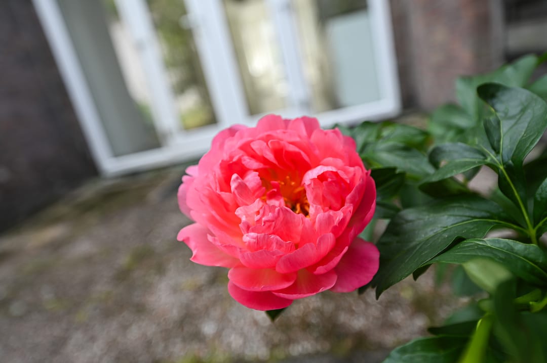 Photo 17 of Koningin Wilhelminalaan 441