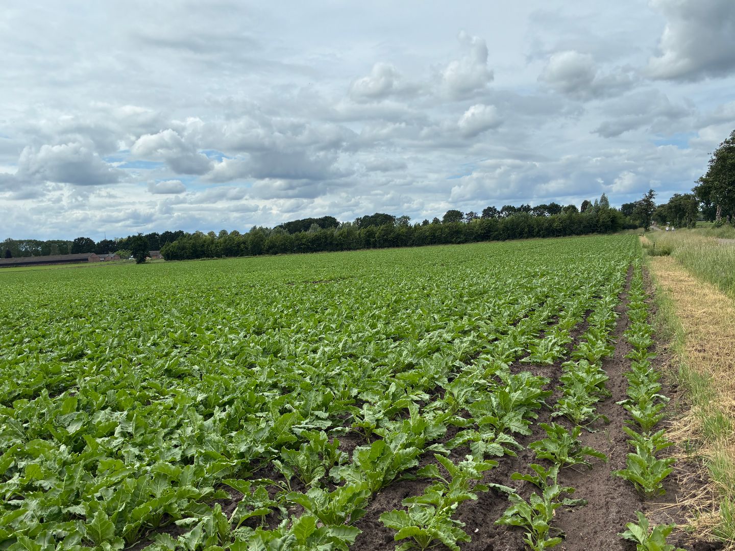 Visdijk - Nederweert-Eind - Afbeelding 7