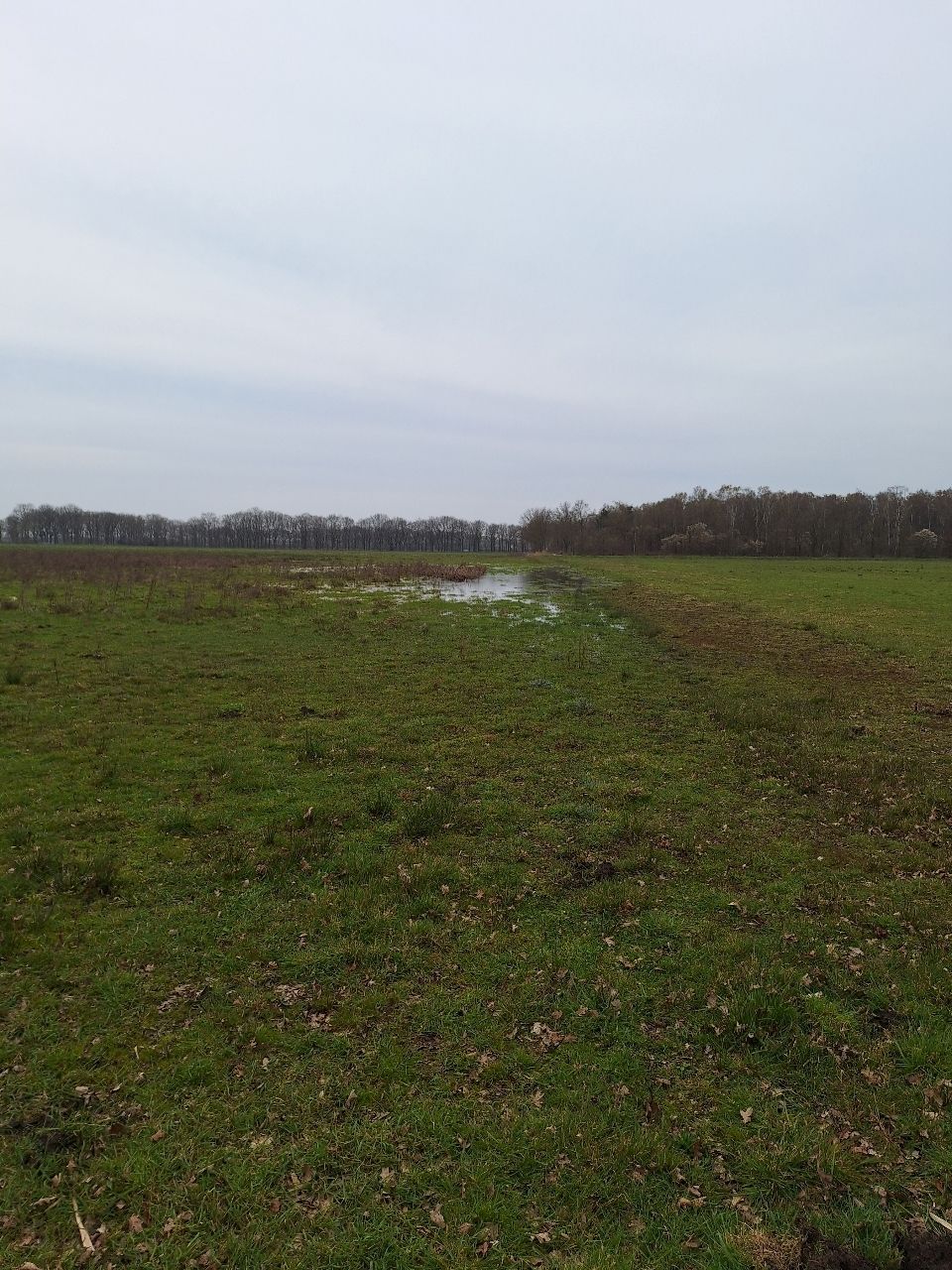 Bekijk foto 4 van Kokmeeuwenweg
