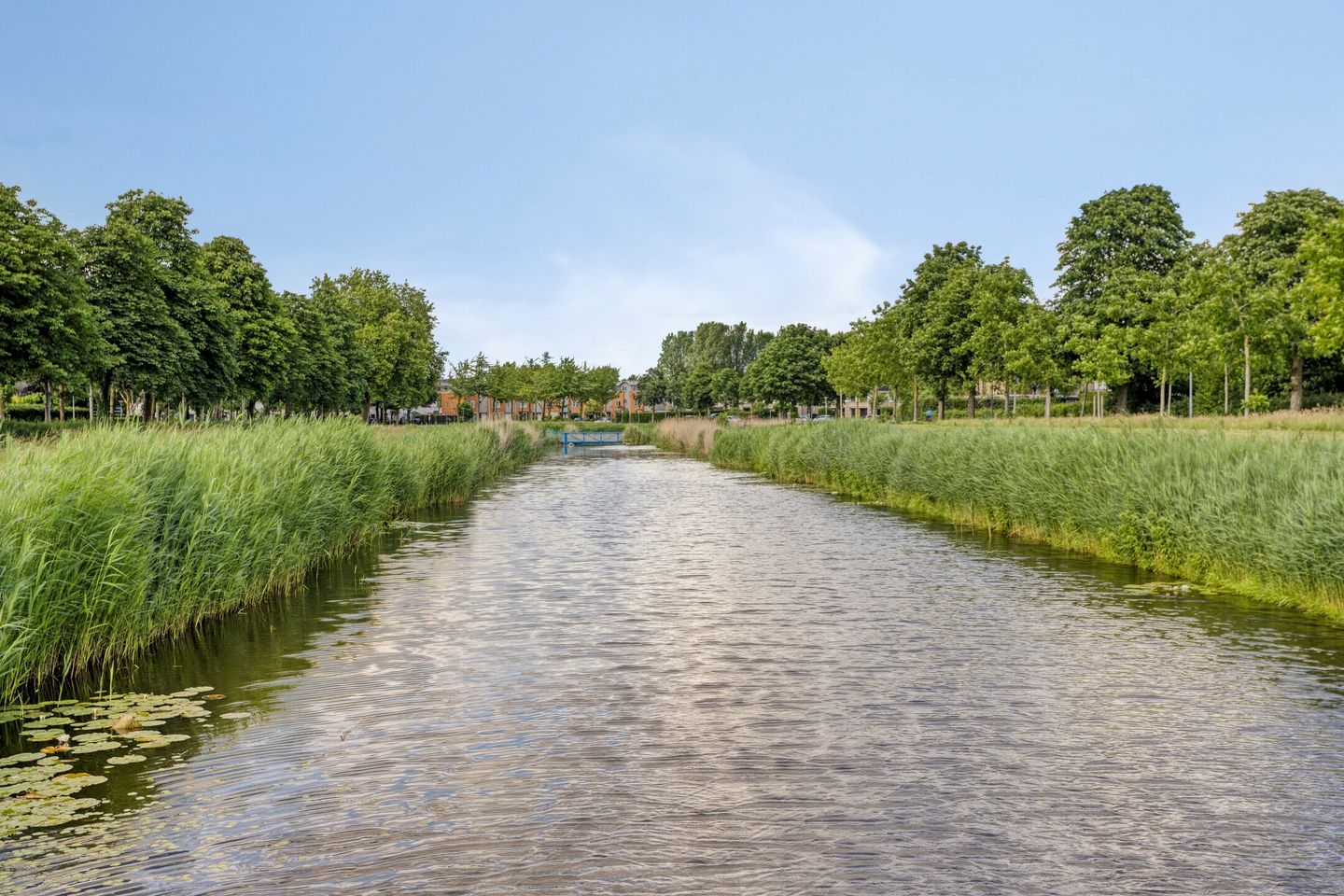 Foto 44 van Bosbes 4